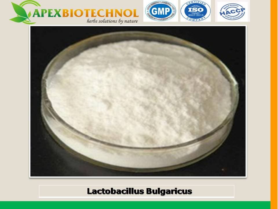 Lactobacillus bulgaricus